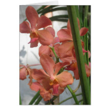 Orchids Cards