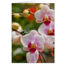 orchids cards