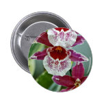 Orchids  flowers pinback button