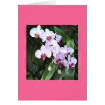 Orchids Greeting Card