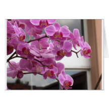 Orchids Greeting Cards