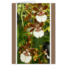 Orchids in Hawaii Cards