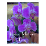 Orchids of San Carlos Post Card