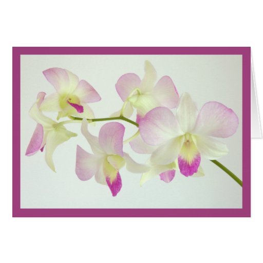Orchids On White, Happy Birthday! Greeting Cards