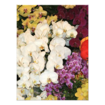 Orchids Photo Art