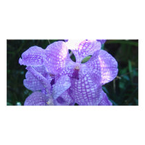 Orchids Picture Card