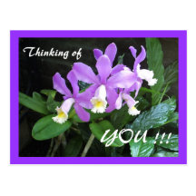 Orchids Postcard