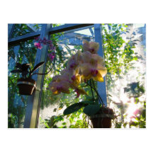 Orchids Postcards