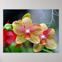 Orchids Print