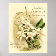 Orchids ~ Vintage Posters