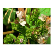 oregano1 post card