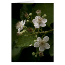 Oregon Blackberry Blossoms Card
