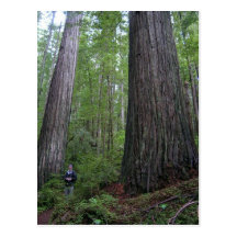 Oregon Redwoods Postcard