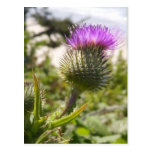 Oregon Thistles Postcards