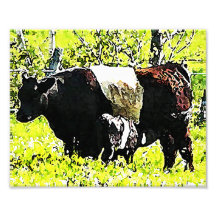 Oreo Cow and Calf in Maine Photo Print