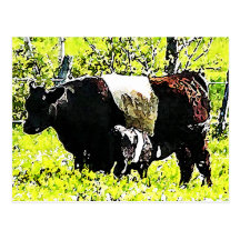 Oreo Cow and Calf in Maine Postcard