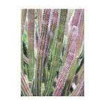Organ Pipe Cactus Canvas Print
