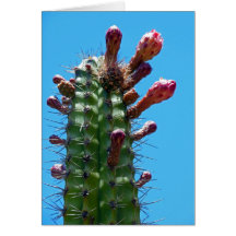 Organ Pipe Cactus Greeting Cards
