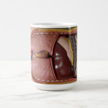 Organes humains, le thorax tasses à café