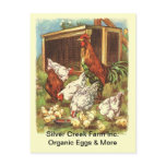 Organic Free Range Eggs Chickens Market POSTCARD