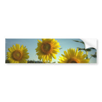 Organic Garden Sunflower Bumper Sticker