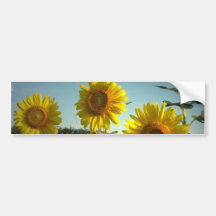 Organic Garden Sunflower Bumper Sticker