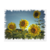 Organic Garden Sunflower Postcard
