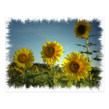 Organic Garden Sunflower Postcard
