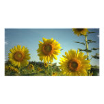Organic Gardening Photo Card photo cards
