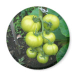 Organic Tomatoes Magnet