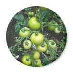 Organic Tomatoes Fridge Magnets