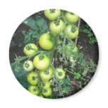 Organic Tomatoes Magnets