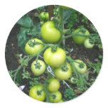 Organic Tomatoes Sticker