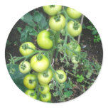 Organic Tomatoes Sticker