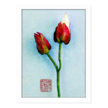 Oriental Buds postcard