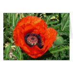 Oriental Poppy Card
