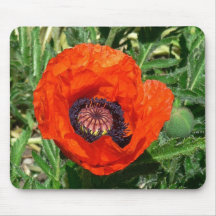 Oriental Poppy Mouse Pad