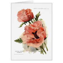 Oriental Poppy (Papaver orientale) Greeting Cards