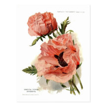 Oriental Poppy (Papaver orientale) Post Cards