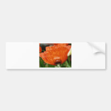 oriental poppy side view bumper sticker