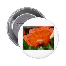 oriental poppy side view pinback buttons