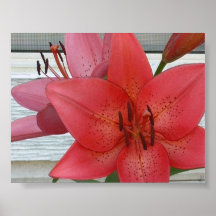 oriental rose poster