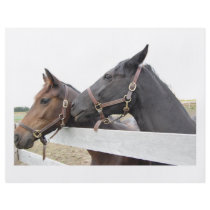 Original Horse Whisperer Flyer