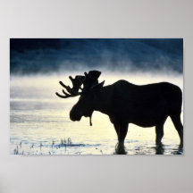 Orignaux de Taureau Posters