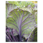 ornamental cabbage letterhead