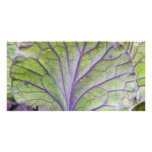 ornamental cabbage photo cards