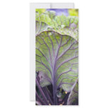 ornamental cabbage rack cards