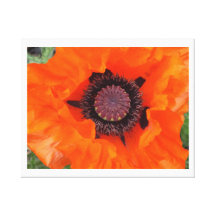 Ornamental Poppy Close Up Canvas Stretched Canvas Prints
