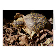 Ornate Box Turtle Card (Blank)