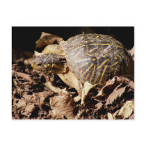 Ornate Box Turtle Post Cards